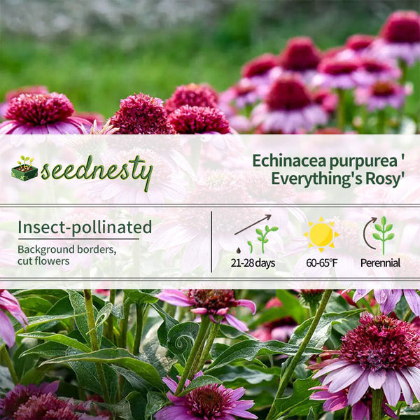 Echinacea Double Coded 'Everything's Rosy' Seeds