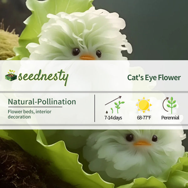 Cat's Eye Dazzle-Duck White Seeds