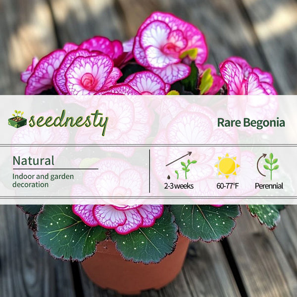 Begonia Rex ‘Peppermint Twist’