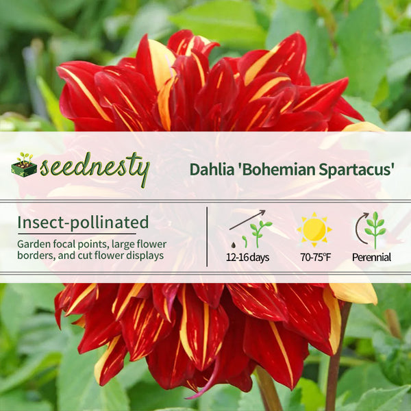 Dahlia Bohemian Spartacus Dinner Plate Dahlia Seeds