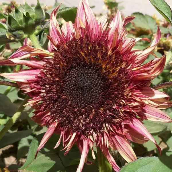 Uniquely different Double Dandy Sunflower Seeds