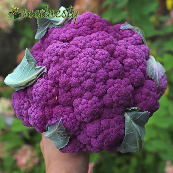 Purple Cauliflower Seeds