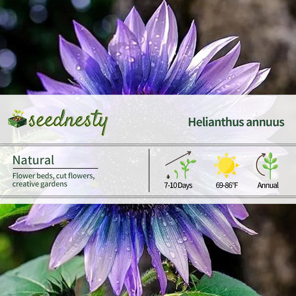 Sunflower Seeds For Planting Rare Multi Color Garden Seeds Sunflowers