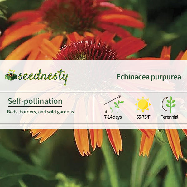 Echinacea Butterfly Orange Skipper Seeds