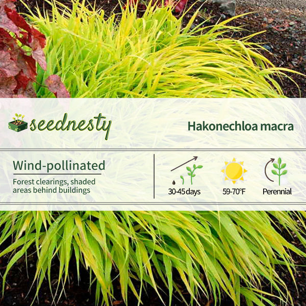 Hakonechloa 'All Gold' Seeds