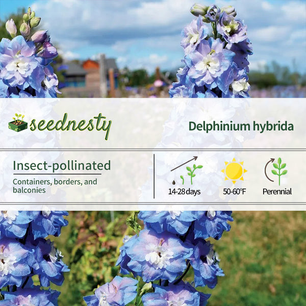 Aurora Blue Delphinium Seeds