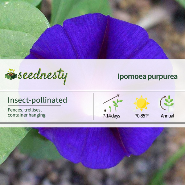 'Grandpa Ott' Morning Glory Vine Seeds