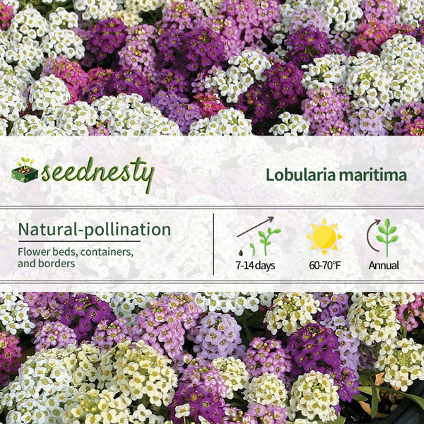 Wonderland Mix Sweet Alyssum Seeds