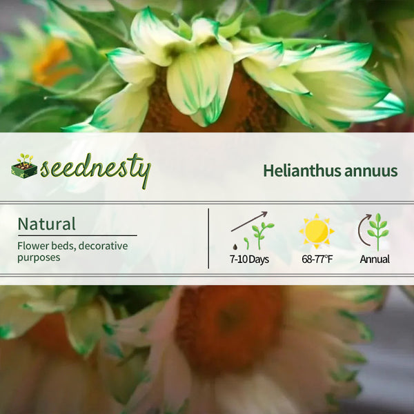 Green Lace Sunflower Seeds