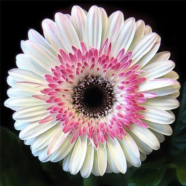 Pink White Gerbera Flower Seeds