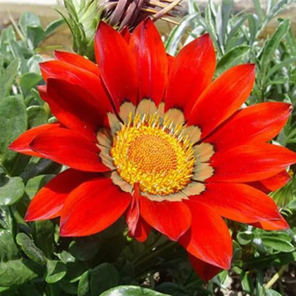 Gazania Coastal Rigens SunFlower Seeds