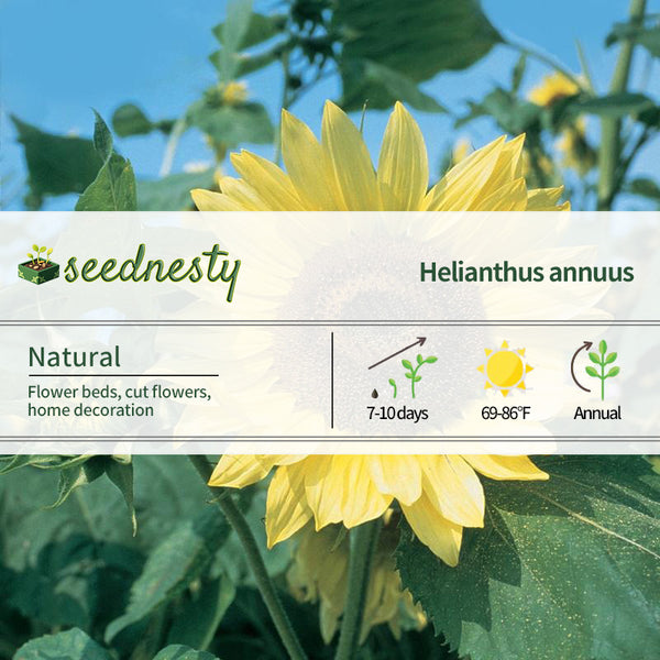 Sunflower, Lemon Queen Organic Seeds