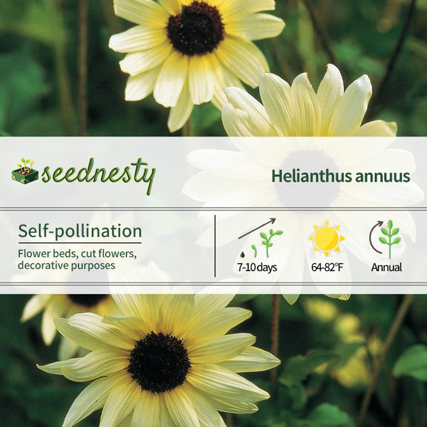 Sunflower, Italian White Seeds