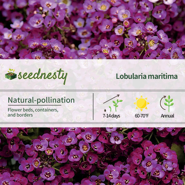 Clear Crystal Purple Shades Sweet Alyssum Seeds