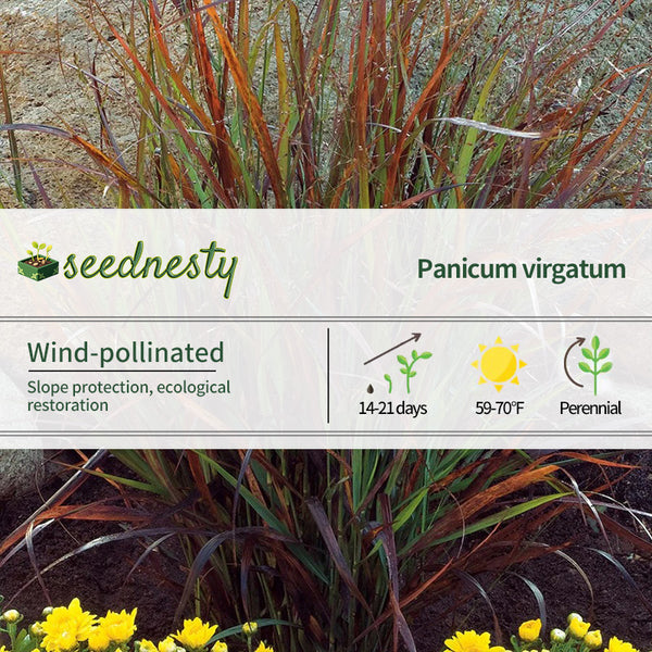 Panicum 'Cheyenne Sky' Seeds