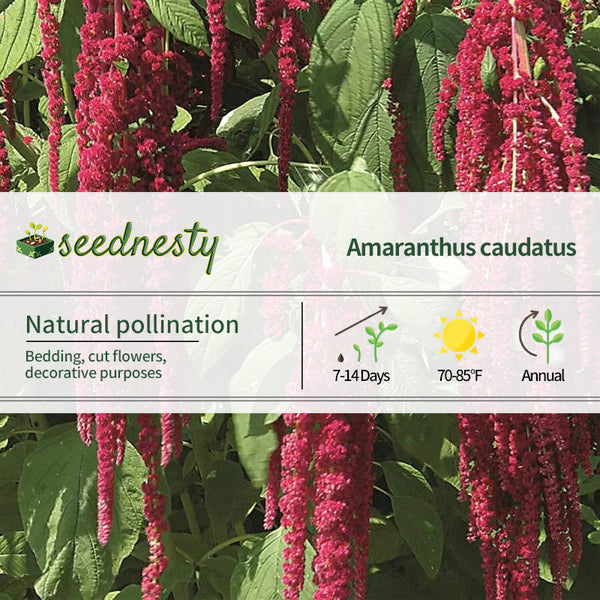 Love-Lies-Bleeding Red Amaranthus Seeds