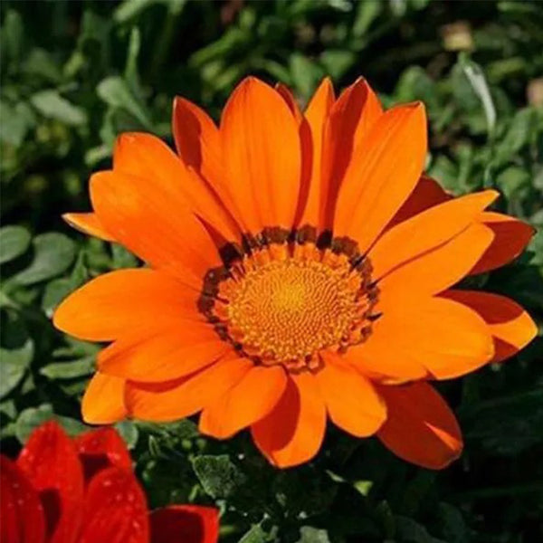 Gazania Rigens Treasure SunFlower Seeds