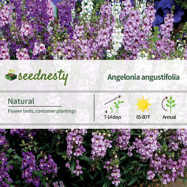 Serenita Mix Angelonia Seeds