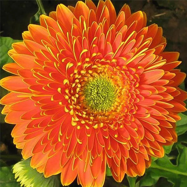 Bicolor Sunflower Seed