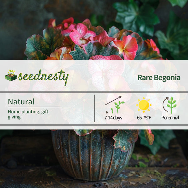 Four-leaf Begonia Seeds