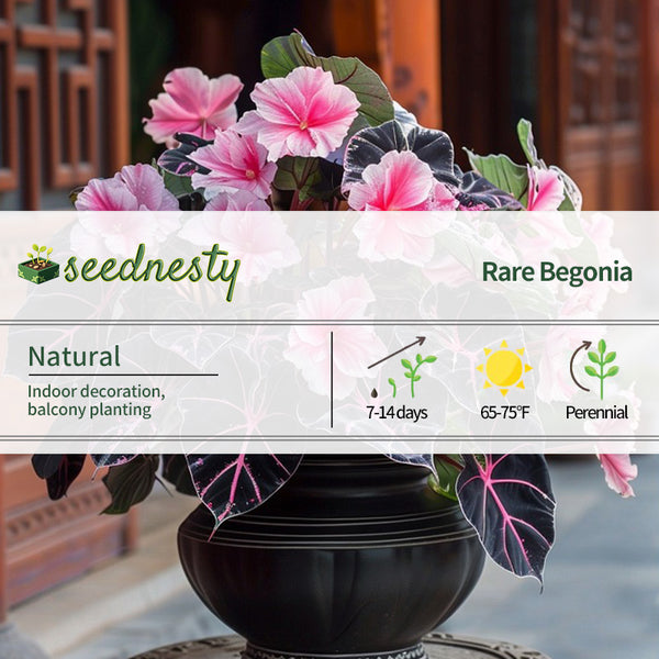 Begonia And Alocasia Mix Seeds