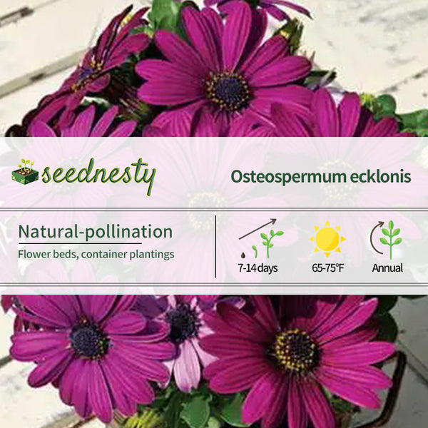 Asti Purple Osteospermum Seeds