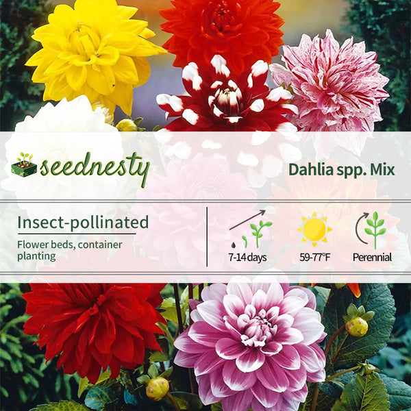 Dahlia Decorative Mix Seeds