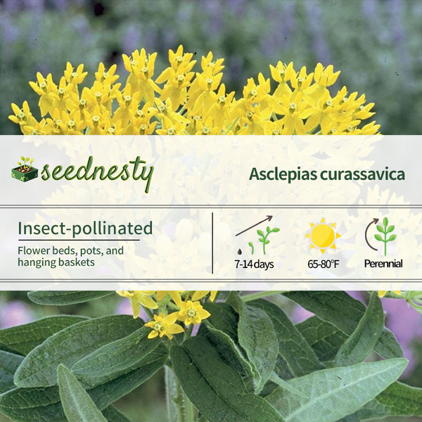 Hello Yellow Butterfly Flower Seeds