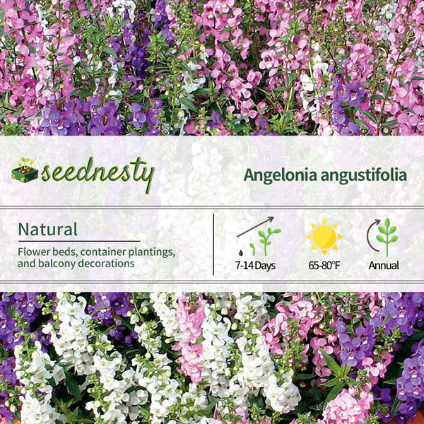 Serena Mix Angelonia Seeds