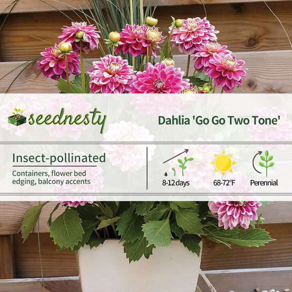 Dahlia 'Go Go Two Tone' Seeds
