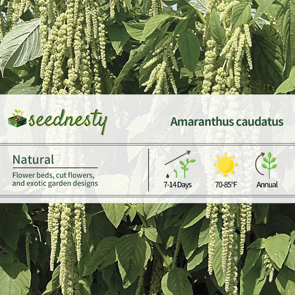 Love-Lies-Bleeding Green Amaranthus Seeds