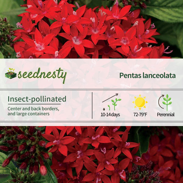 Lucky Star Dark Red Pentas Seeds