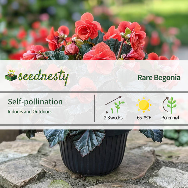 Mocca Cherry Begonia Seeds