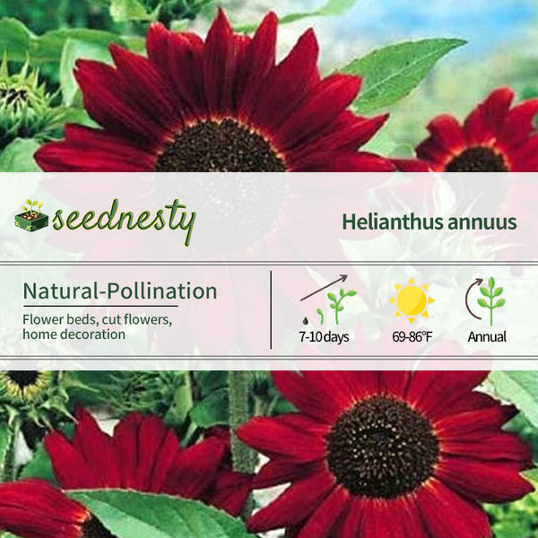 Red Wave Hybrid Sunflower Seeds