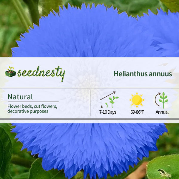 Blue Teddy Bear Sunflower Seeds