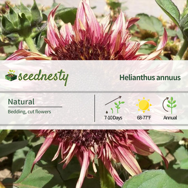 Uniquely different Double Dandy Sunflower Seeds