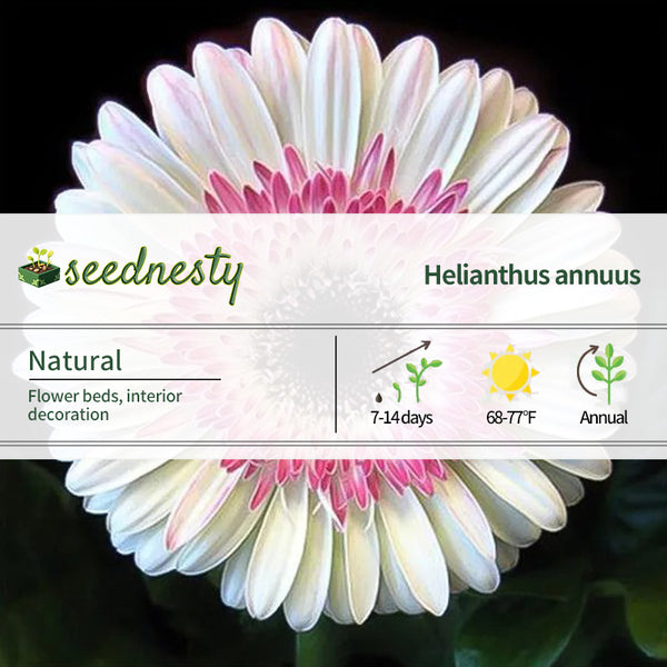 Pink White Gerbera Flower Seeds