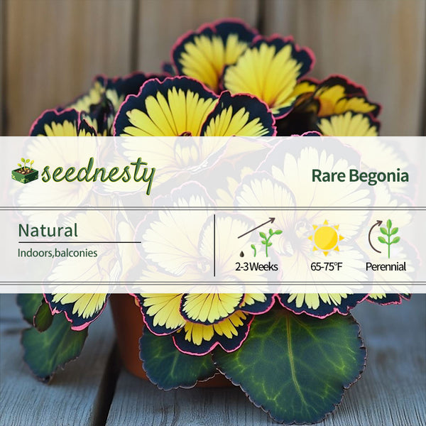 Begonia Rex ‘Golden Sunburst’Seeds