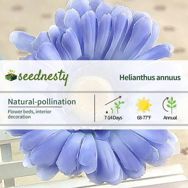 Blue gerbera flower seeds, sun flower