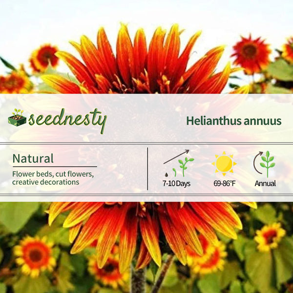 Joker Sunflower Seeds