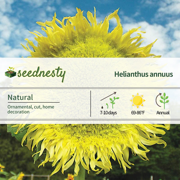 Sunflower, Zeus Hybrid Seeds