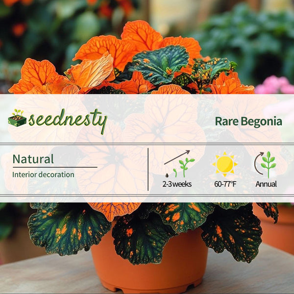 Neon Glow Begonia Seeds