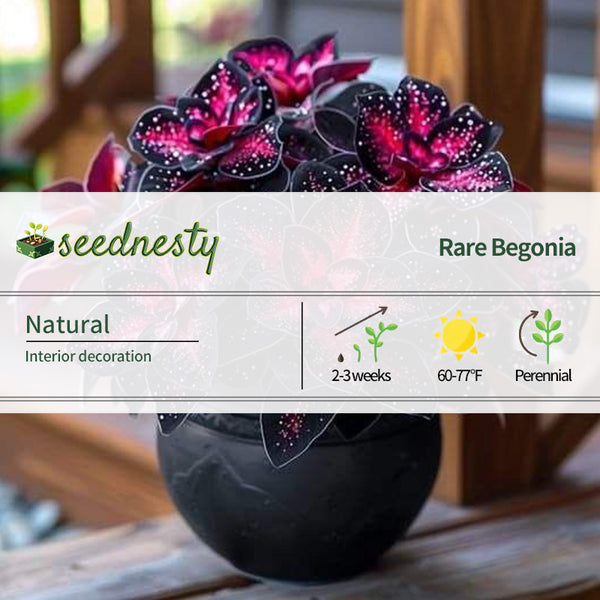 Stardust Begonia Seeds