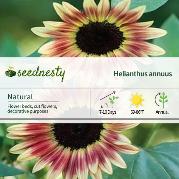 Strawberry Gold Black Heart Hybrid Sunflower Seeds