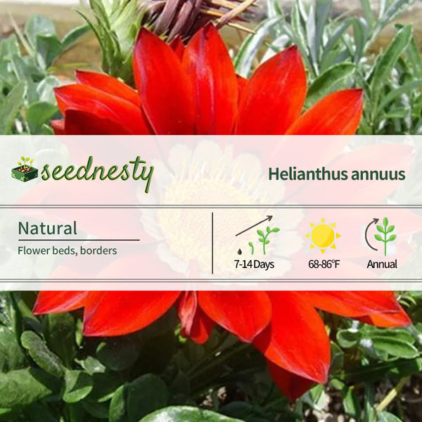 Gazania Coastal Rigens SunFlower Seeds