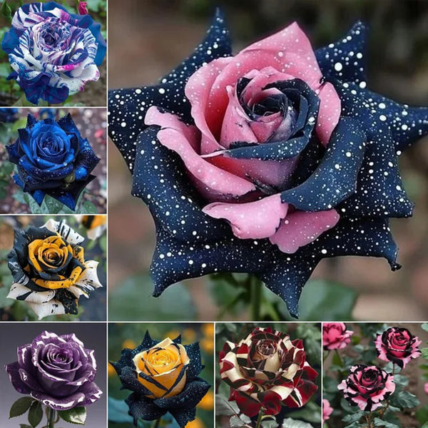 Starlight Mottled Rose - Rare Multicolor