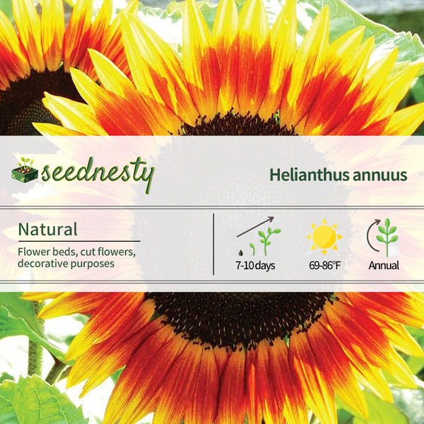 Sunflower, Fire Catcher Seeds