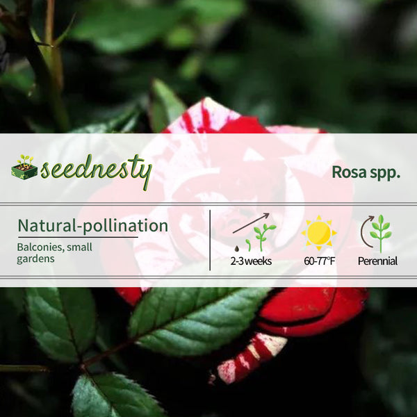 Rose red white Miniature Rose Seeds