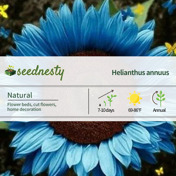 Bright Blue  Sunflower Seeds