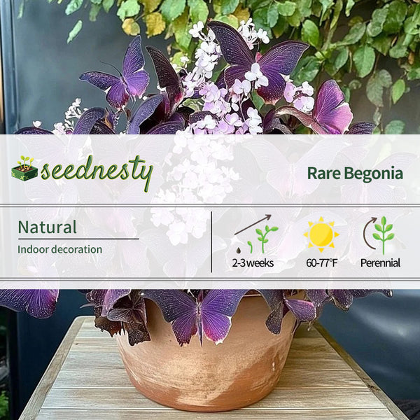 Charming Butterfly Plant (Oxalis triangularis)